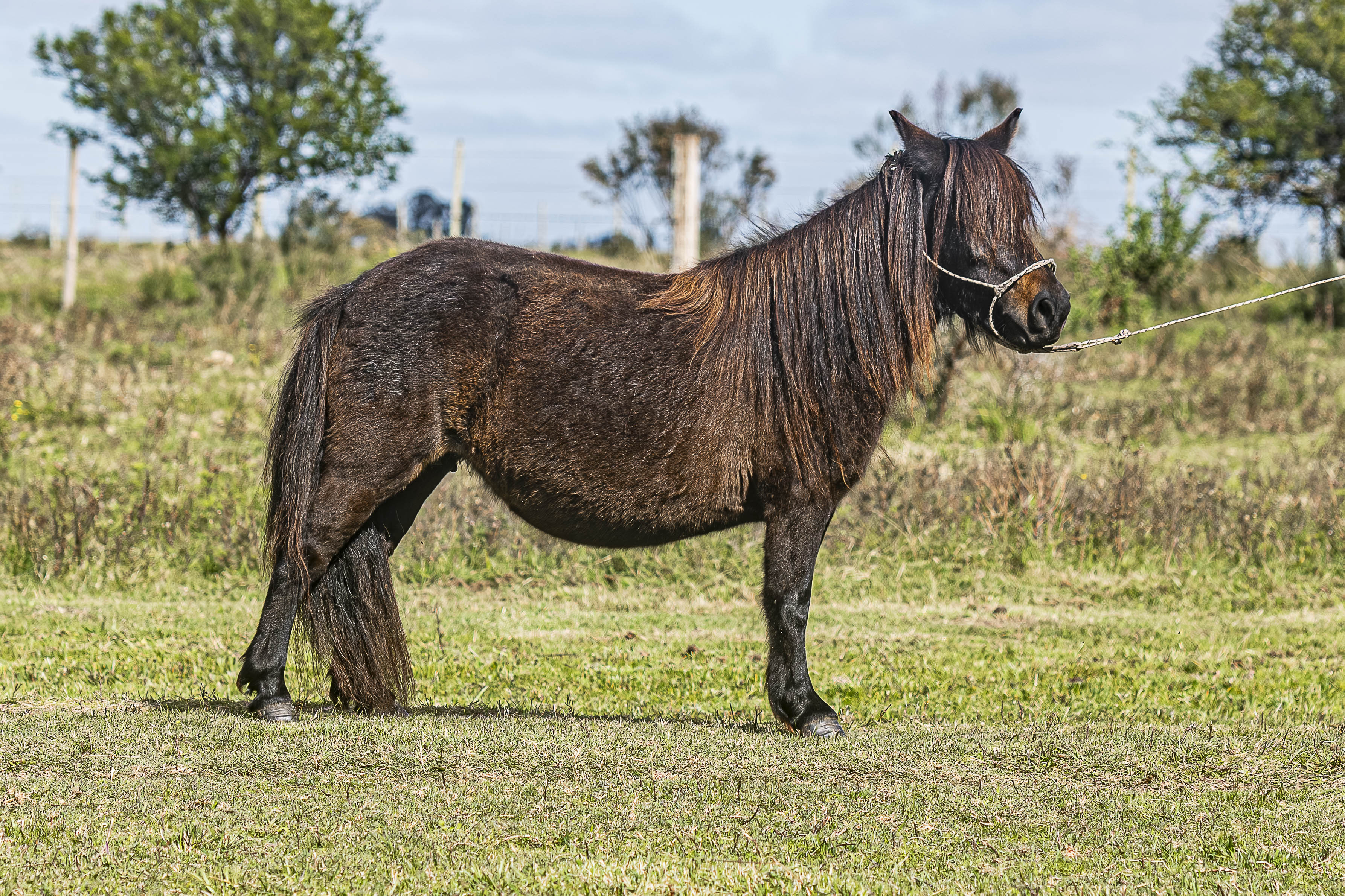 Potrillo Gen 2021 SHR Bonita - Cabaña SHR Poni Shetland Uruguay